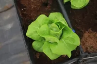Xà Lách Mỡ