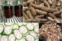 Ngâm rượu chuối hột đúng cách trị sỏi thận