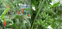 Thuốc hay từ các loại chuối