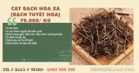 Cây Bạch Hoa Xà (Bạch Tuyết Hoa)