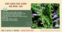 Cây Bán Chi Liên