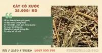 Cây Cỏ Xước