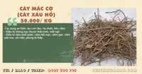 Cây Mắc Cỡ (Cây Xấu Hổ)