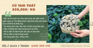 Củ Tam Thất Bắc