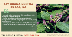 Cây Hương Nhu Tía Khô