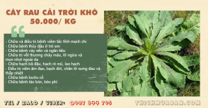 Cây Rau Cải Trời khô