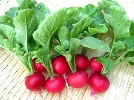 Củ Cải Đỏ Cherry