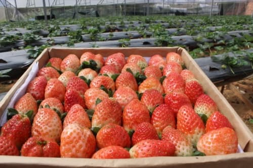 Dâu tây Đà Lạt