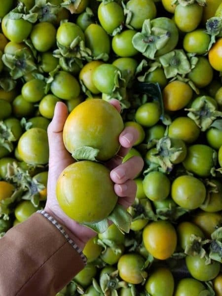 Hồng Giòn Đà Lạt