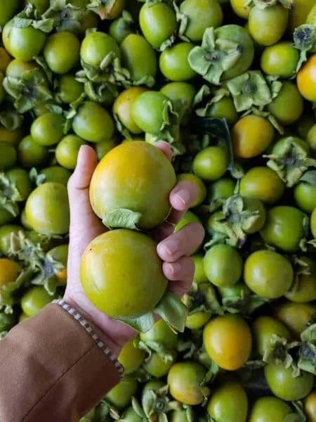 Hồng Giòn Đà Lạt