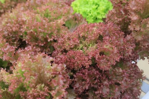 Xà Lách Lolo Đỏ