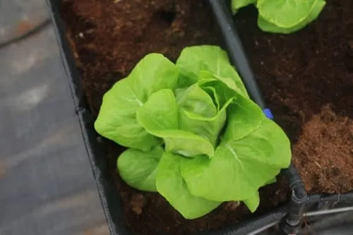 Xà Lách Mỡ
