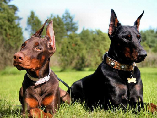 Chó Doberman