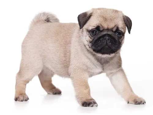 Chó Pug