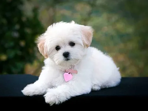 Chó Poodle