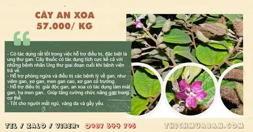 Cây An Xoa