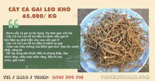 Cây cà gai leo khô