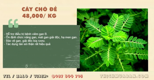 Cây Chó Đẻ (Diệp Hạ Châu)