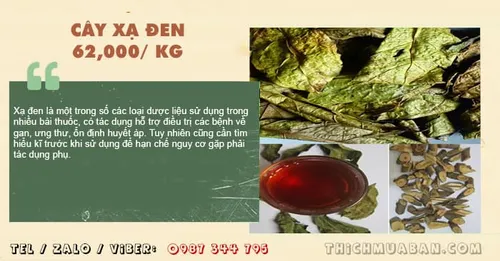 Cây Xạ Đen