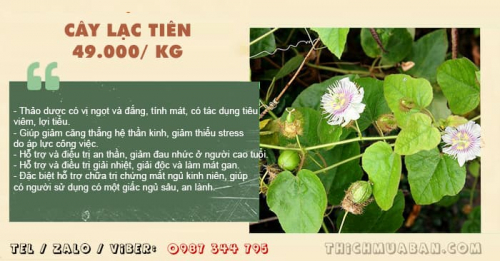 Cây Lạc Tiên (nhãn lồng)