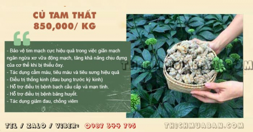 Củ Tam Thất Bắc