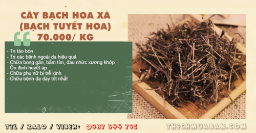 Cây Bạch Hoa Xà (Bạch Tuyết Hoa)