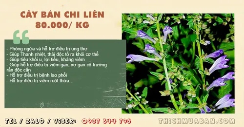 Cây Bán Chi Liên