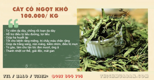 Cây Cỏ Ngọt khô