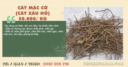 Cây Mắc Cỡ (Cây Xấu Hổ)