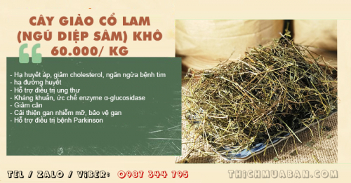 Cây Giảo Cổ Lam (Ngũ Diệp Sâm) khô