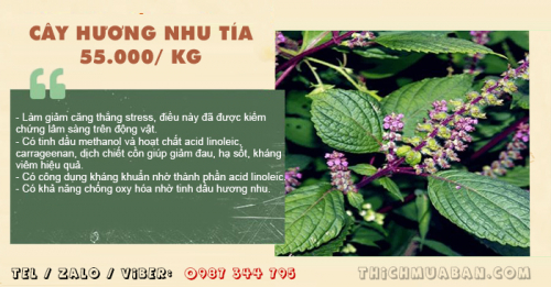 Cây Hương Nhu Tía Khô