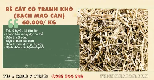 Rễ Cây Cỏ Tranh khô