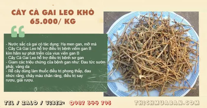 Cây cà gai leo khô