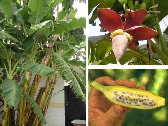 Cây giống chuối hột - Cách trồng chăm sóc chuối hột