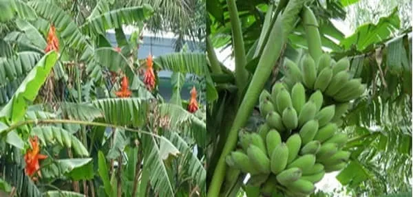 Thuốc hay từ các loại chuối