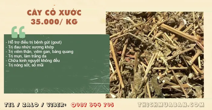 Cây Cỏ Xước